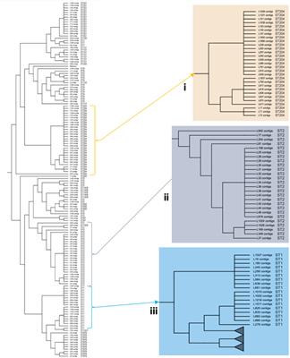 Whole Genome-Based Characterization of Listeria monocytogenes Isolates Recovered From the Food Chain in South Africa